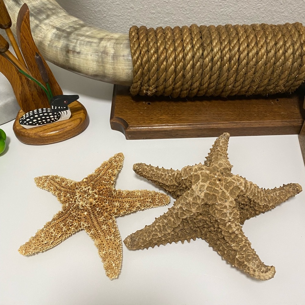 Starfish and shell bundle